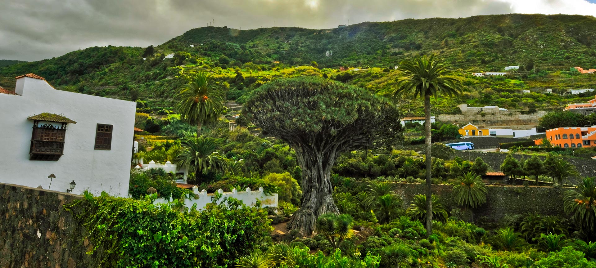 The thousand-year-old dragon tree in Icod de los Vinos in Tenerife (Canary Islands)