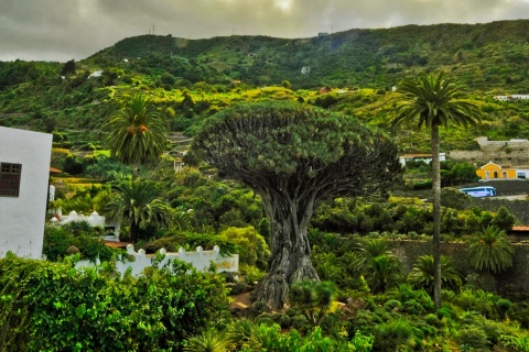 The thousand-year-old dragon tree in Icod de los Vinos in Tenerife (Canary Islands)