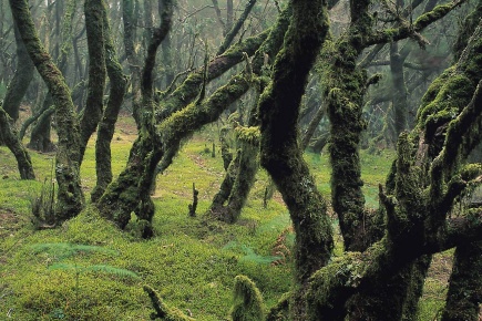Forêt dans le parc national de Garajonay. La Gomera