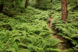 Las wawrzynowy na wyspie La Palma, Wyspy Kanaryjskie