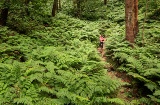 Laurel forest on the Island of La Palma, Canary Islands