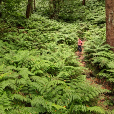 Laurel forest on the Island of La Palma, Canary Islands