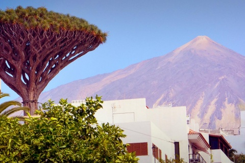 Icod de los Vinos. Tenerife