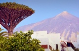 Icod de los Vinos. Tenerife