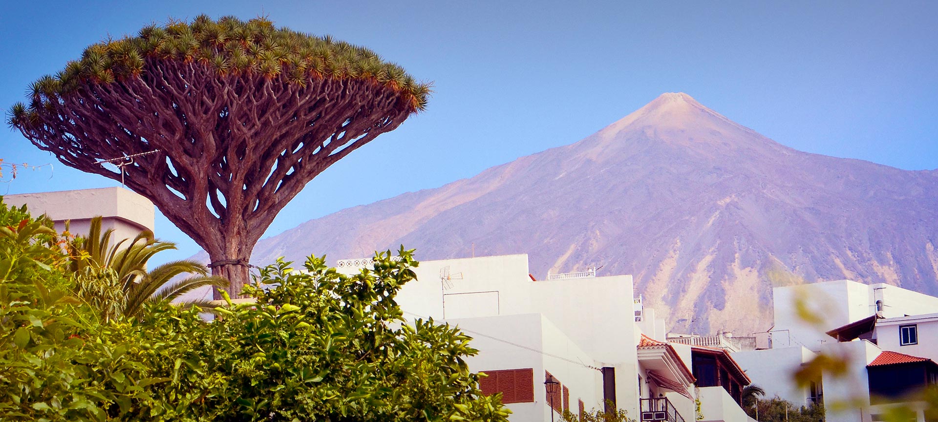 Icod de los Vinos. Tenerife Icod de los Vinos. Tenerife
