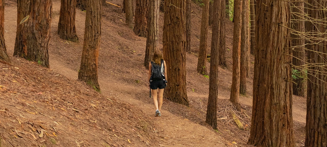 Mujer caminando en el bosque de secuoyas del Monte Cabezón, en Cantabria