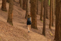 Donna che cammina nel bosco di sequoie del Monte Cabezón, in Cantabria