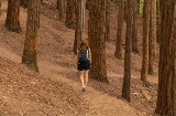 Woman walking in the sequoia forest of Monte Cabezón, Cantabria