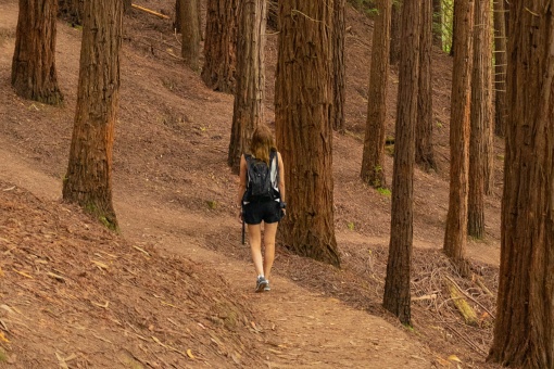 Kobieta spacerująca po lesie sekwoi w Monte Cabezón w Kantabrii