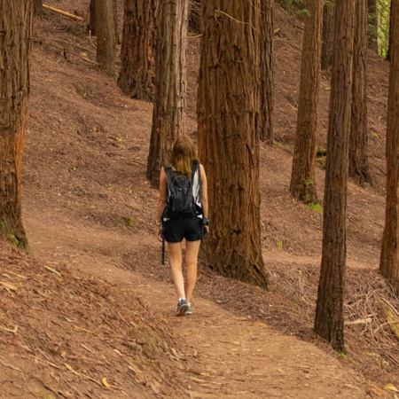 Frau beim Spaziergang im Mammutbaumwald von Monte Cabezón in Kantabrien.