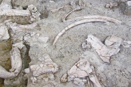 Ruínas-Museu Arqueológico de Ambrona