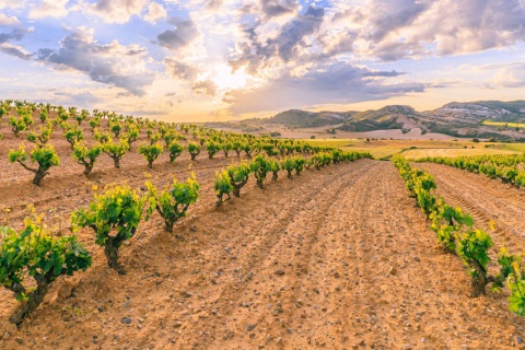 Vineyards in the Ribera del Duero region