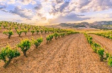 Vineyards in the Ribera del Duero region