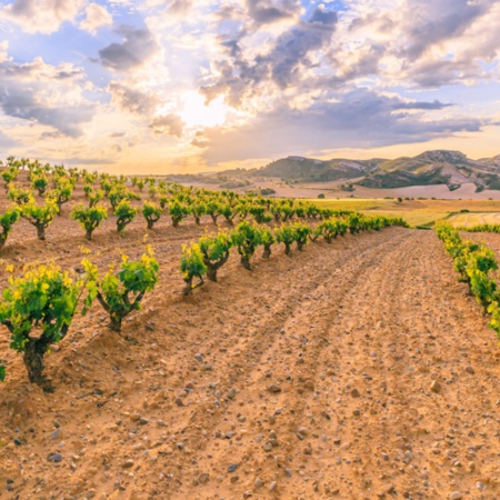 Weinberge in Ribera del Duero