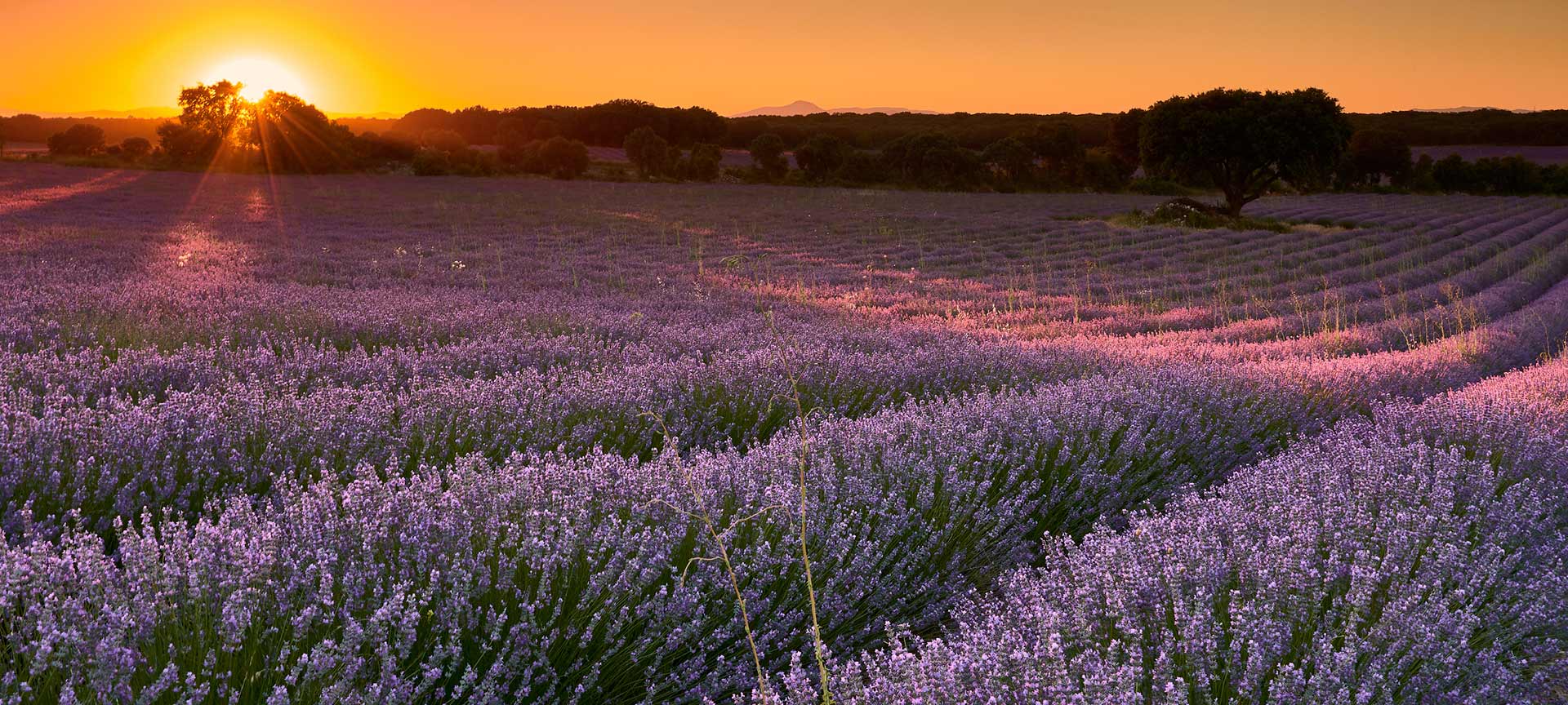 Campi di lavanda a Brihuega. Guadalajara Campi di lavanda a Brihuega. Guadalajara