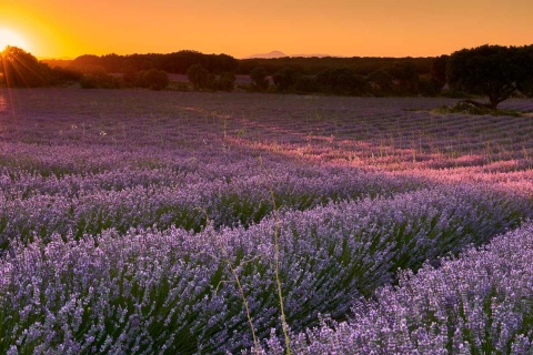 Campos de lavanda en Brihuega. Guadalajara