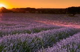 Lavender fields in Brihuega. Guadalajara