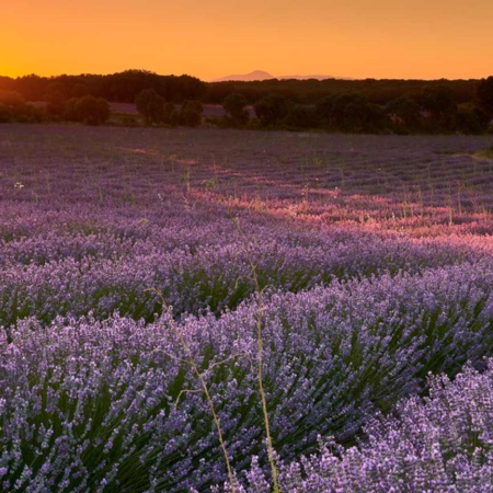 Campos de lavanda em Brihuega. Guadalajara