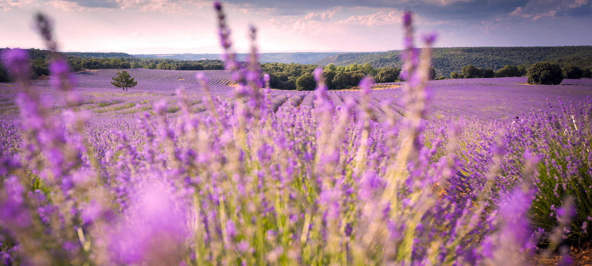 Lavender fields, Brihuega (Guadalajara)