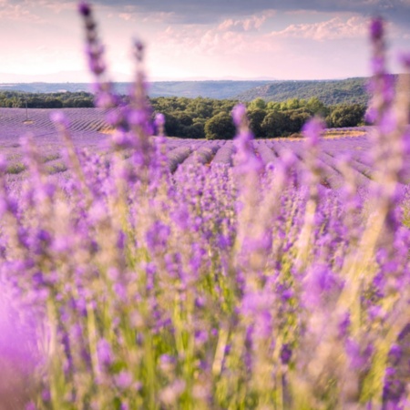 Campos de lavanda en Brihuega (Guadalajara)