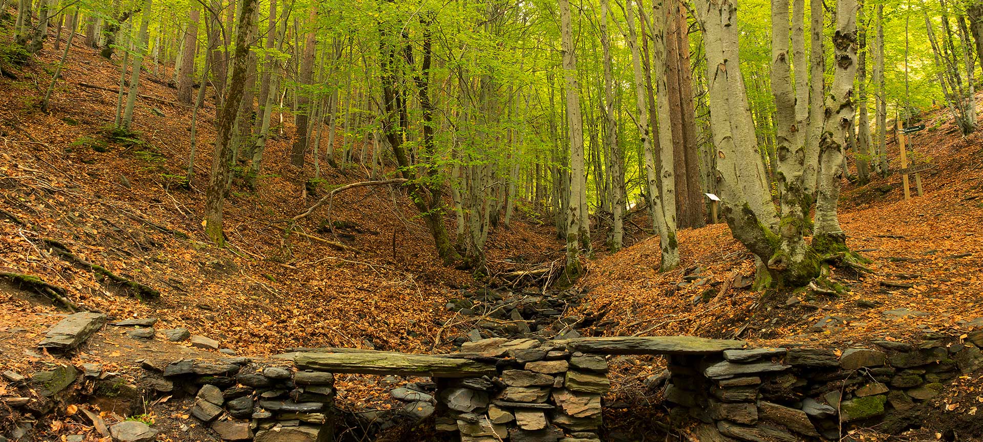 Hayedo Tejera Negra en Sierra de Ayllón