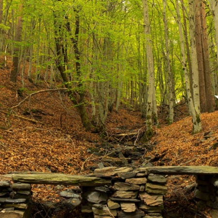 Buchenwald von Tejera Negra in der Sierra de Ayllón