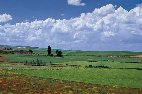 Campos em La Almarcha. Cuenca