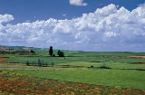 Felder in La Almarcha. Cuenca