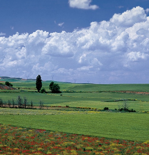 Campos em La Almarcha. Cuenca