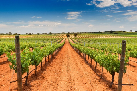 Вид на виноградники Bodegas Fontana в Фуэнте-де-Педро-Наарро, Куэнка