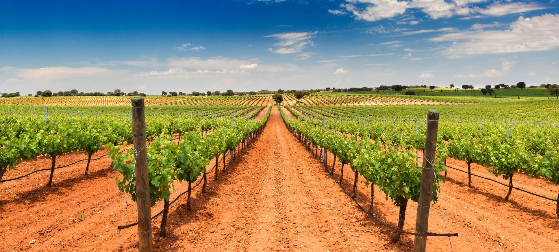 Vue des vignobles de Bodegas Fontana à Fuente de Pedro Naharro, province de Cuenca