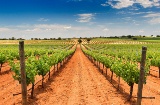 Vista de vinhedos da vinícola Bodegas Fontana, em Fuente de Pedro Naharro, Cuenca