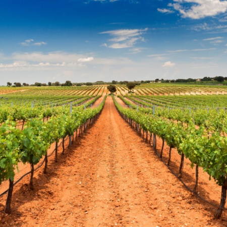 Vista de vinhedos da vinícola Bodegas Fontana, em Fuente de Pedro Naharro, Cuenca