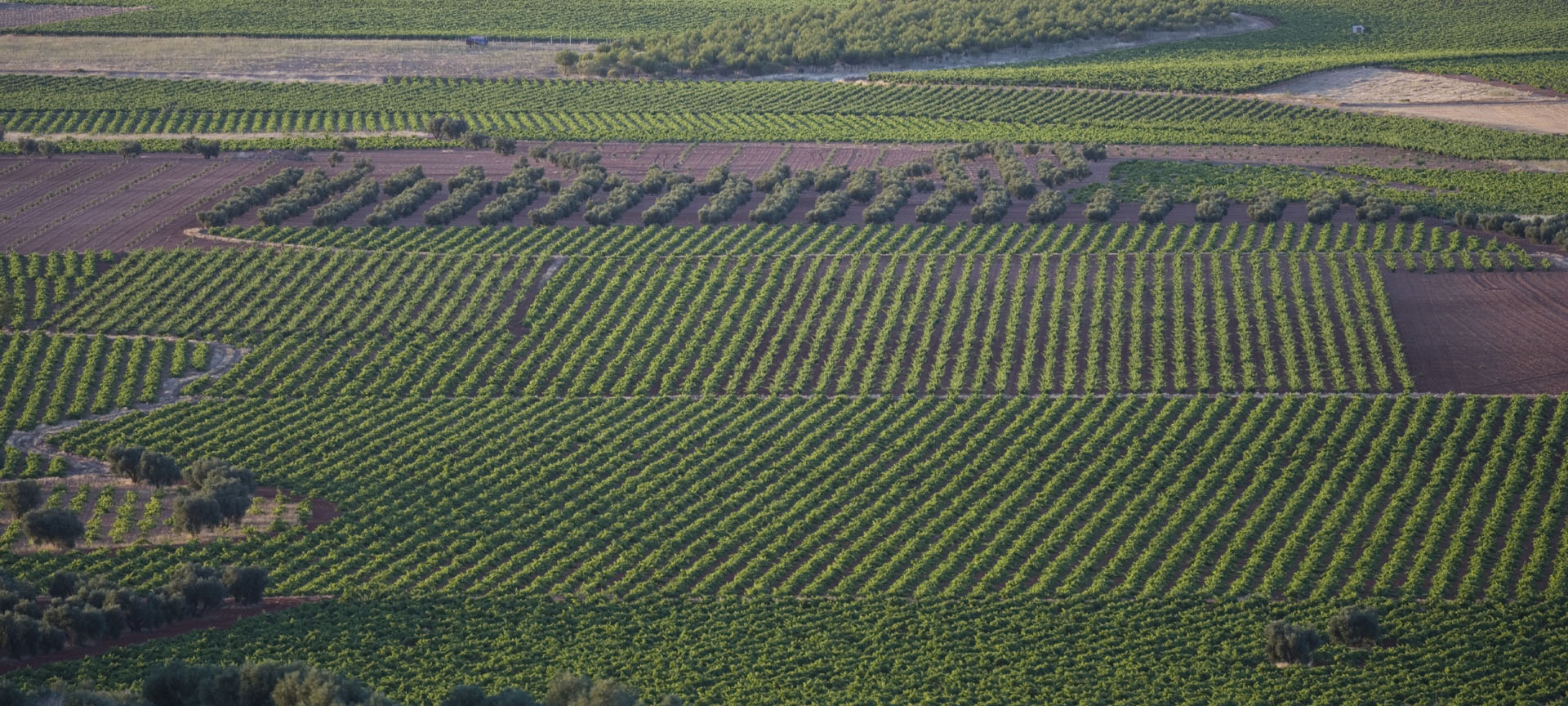 Vignobles de Valdepeñas (province de Ciudad Real, Castille-La Manche