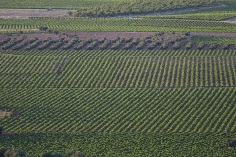 Viñedos de Valdepeñas (Ciudad Real, Castilla-La Mancha)