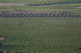 Vigneti di Valdepeñas (Ciudad Real, Castiglia-La Mancia)