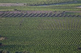 Vineyards in Valdepeñas (Ciudad Real, Castilla-La Mancha)