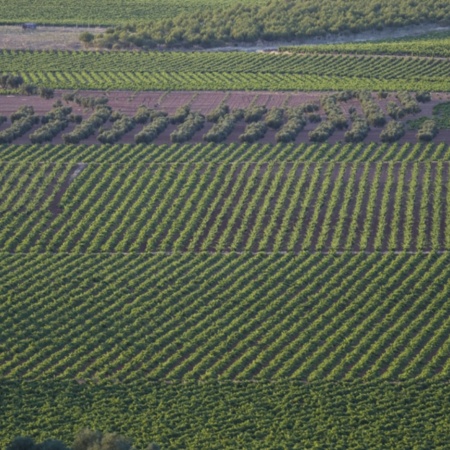 Vineyards in Valdepeñas (Ciudad Real, Castilla-La Mancha)