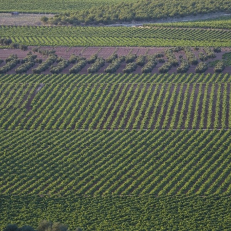 Winnice w Valdepeñas (prowincja Ciudad Real, Kastylia-La Mancha)