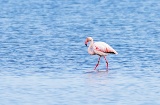Flamingi na obszarze chronionego krajobrazu Delta de L