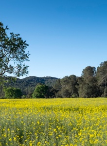 Mané Espinosa Doblado