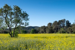 Parco Naturale di Collserola, Barcellona