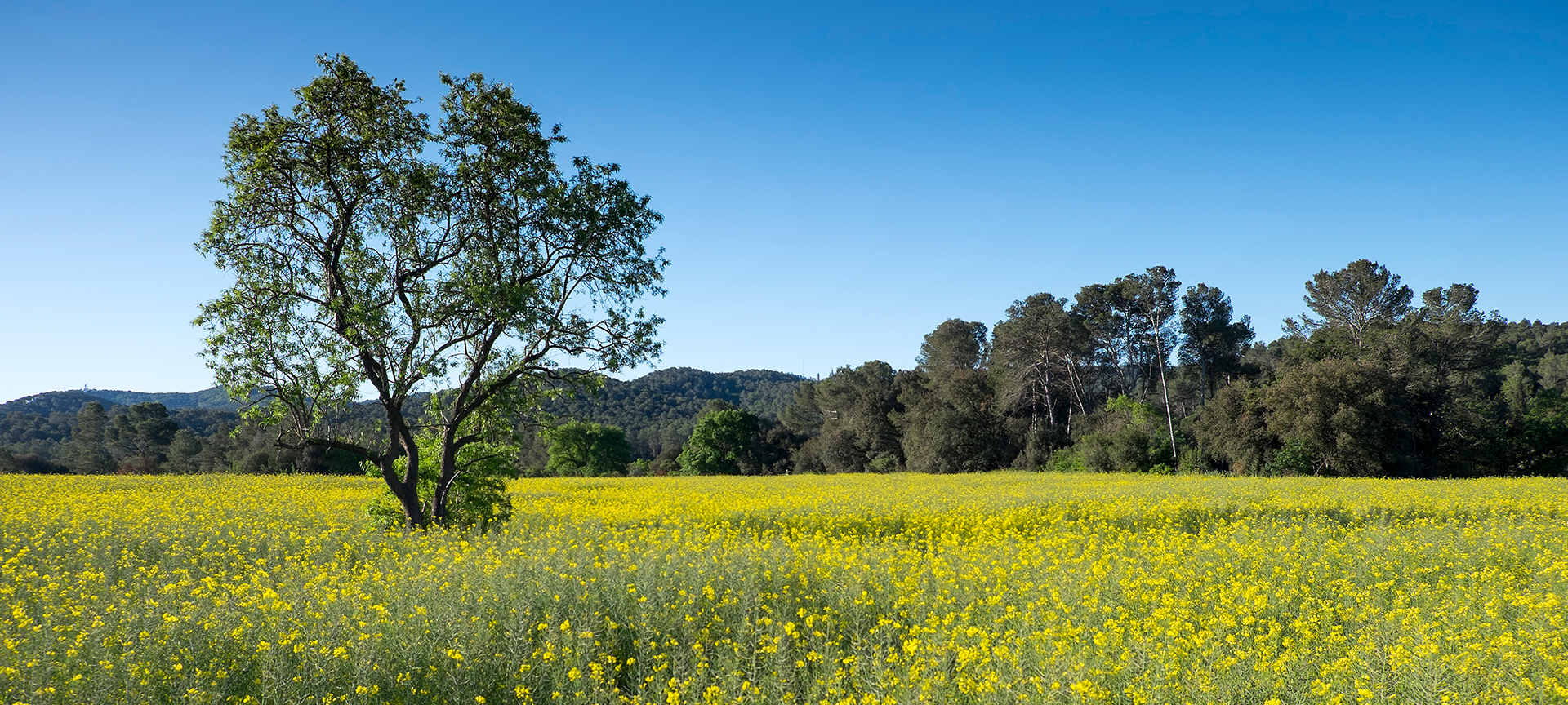 Parco Naturale di Collserola, Barcellona