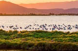 Naturpark Delta de L'Ebre. Tarragona.