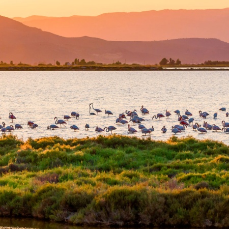 Naturpark Delta de L'Ebre. Tarragona.