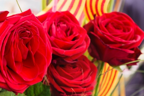 Bouquet of roses on Sant Jordi day. Barcelona