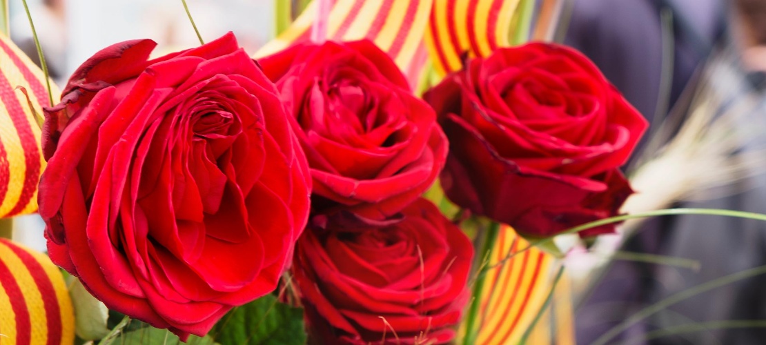 Ramo de rosas no dia de Sant Jordi. Barcelona