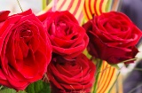 Bouquet of roses on Sant Jordi day. Barcelona