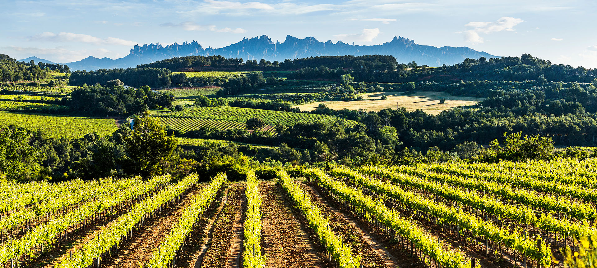 Weinstraße des Penedès