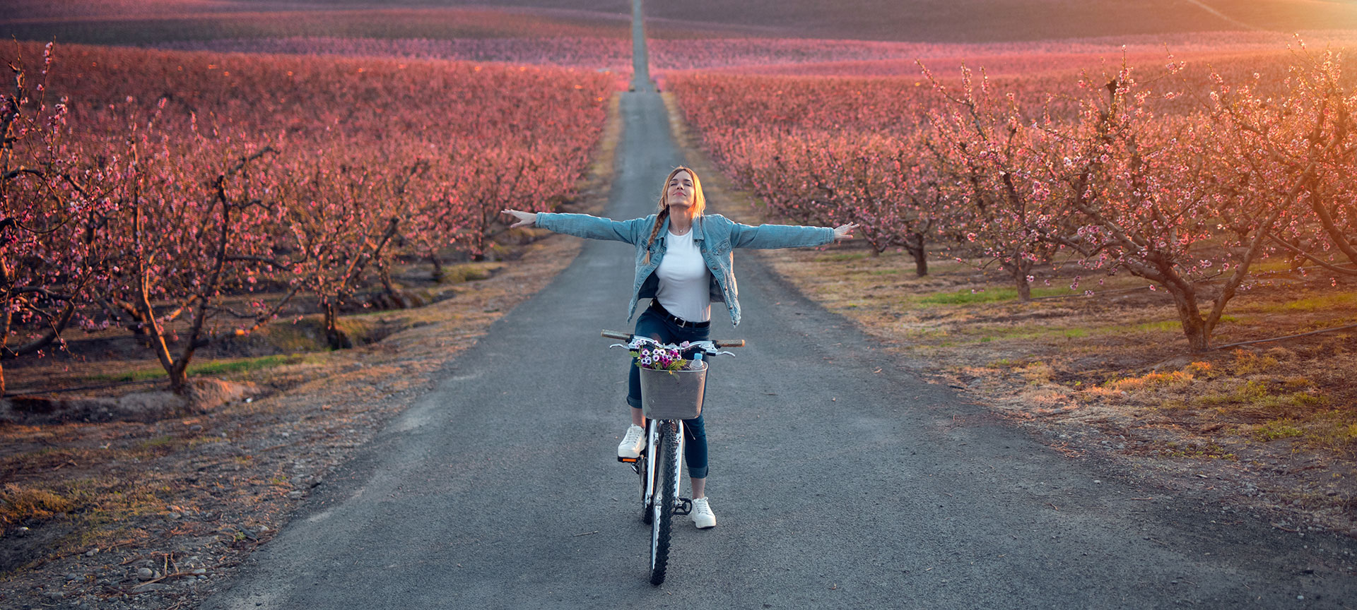 Turista de bicicleta atravessando os campos de cerejeiras em flor em Lleida, Catalunha Turista de bicicleta atravessando os campos de cerejeiras em flor em Lleida, Catalunha
